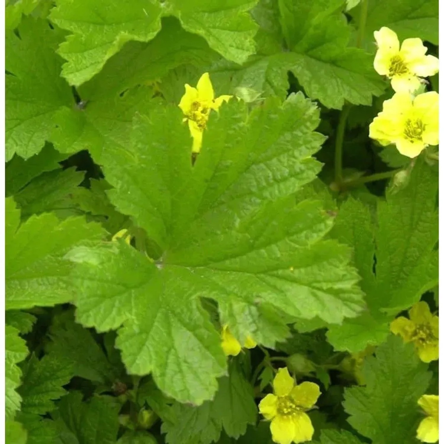 Gelapptblättrige Waldsteinie - Waldsteinia geoides