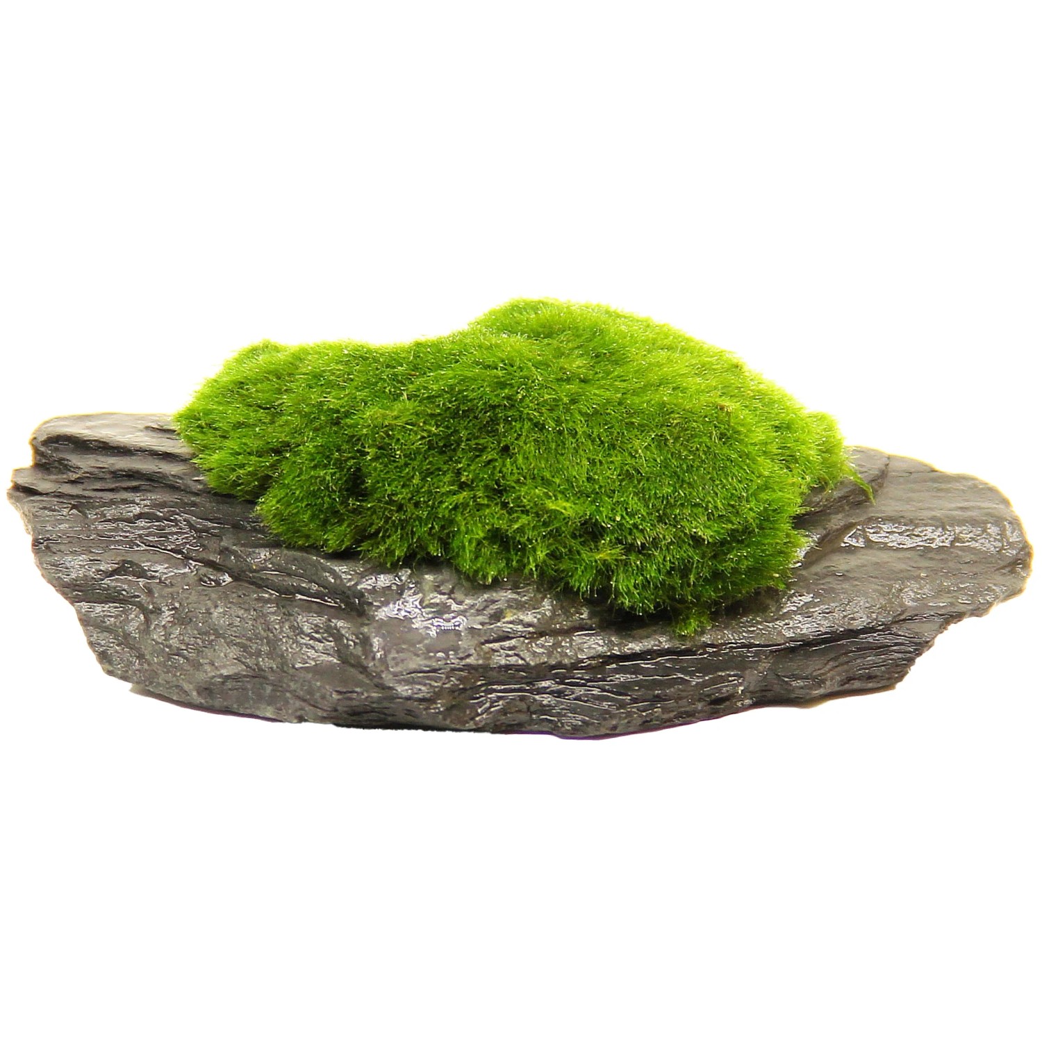 Dennerle Plants Aquariumpflanze Aegagropila,innaei auf Slate Rock