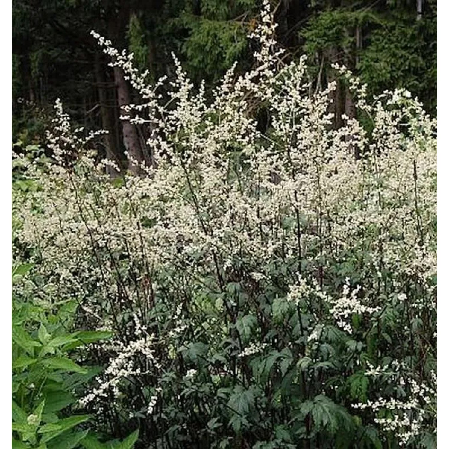 Chinabeifuss Guizhou - Artemisia,actiflora