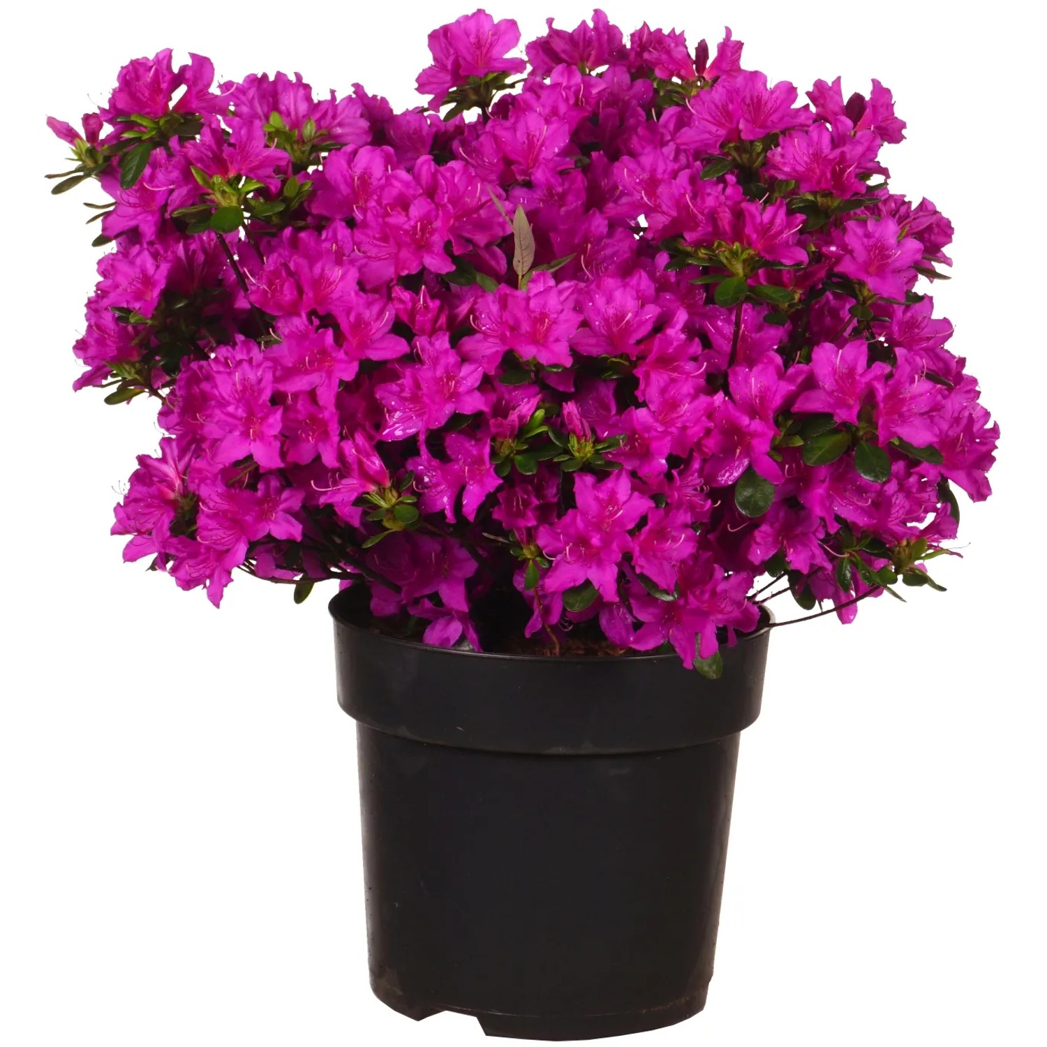 Japanische Azalee "Lady Dark" Höhe ca. 30 cm Topf ca. 6 l Azalea jap.