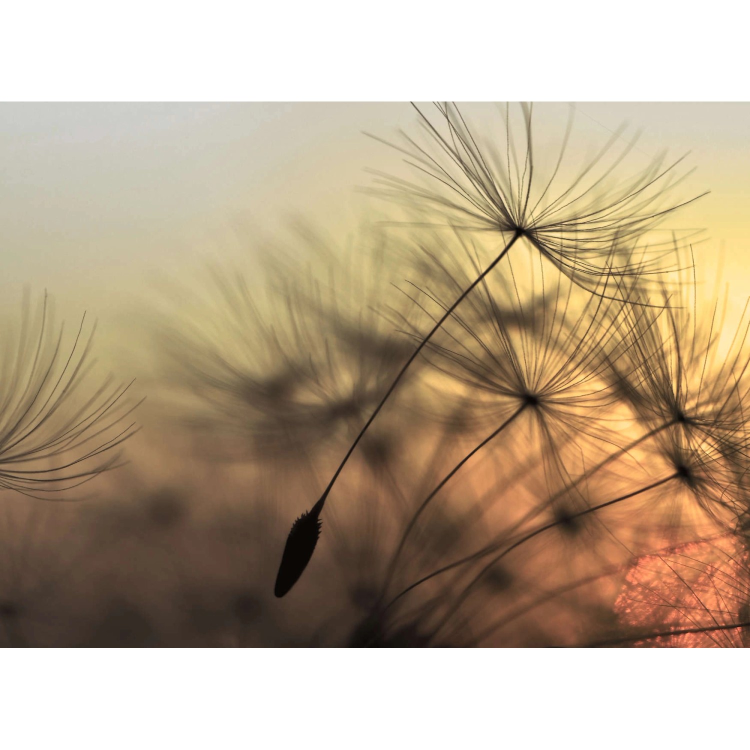 Fototapete Blumen Pusteblume Orange Gelb 3,50 m x 2,55 m FSC® günstig online kaufen