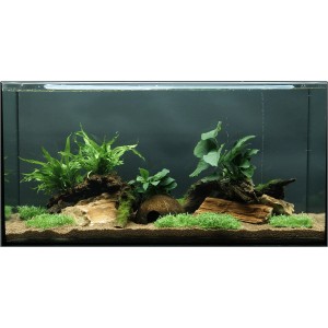 Aquariumpflanzen-Set für 80-120cm Becken mit 12 Pflanzen, Wurzeln und Kokosnusshöhle.