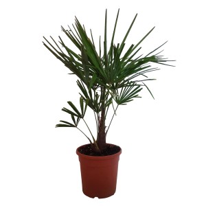 GROW by OBI Hanfpalme (Höhe 60-80cm) im Topf. Kübelpflanze mit grünen, fächerförmigen Blättern.