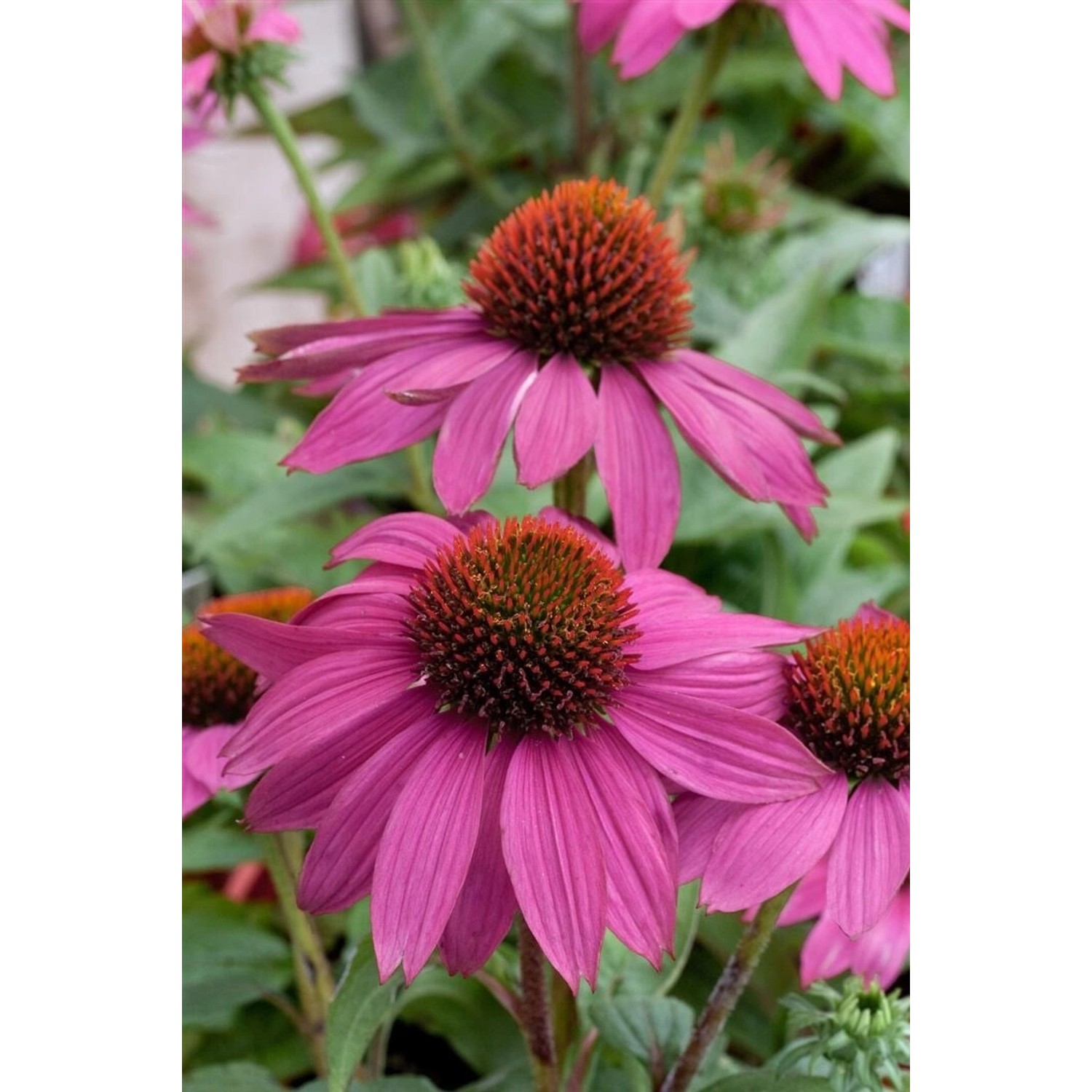 Echinacea Purpurea Powwow Wild Berry Roter Sonnenhut Ca. 9x9 cm Topf günstig online kaufen