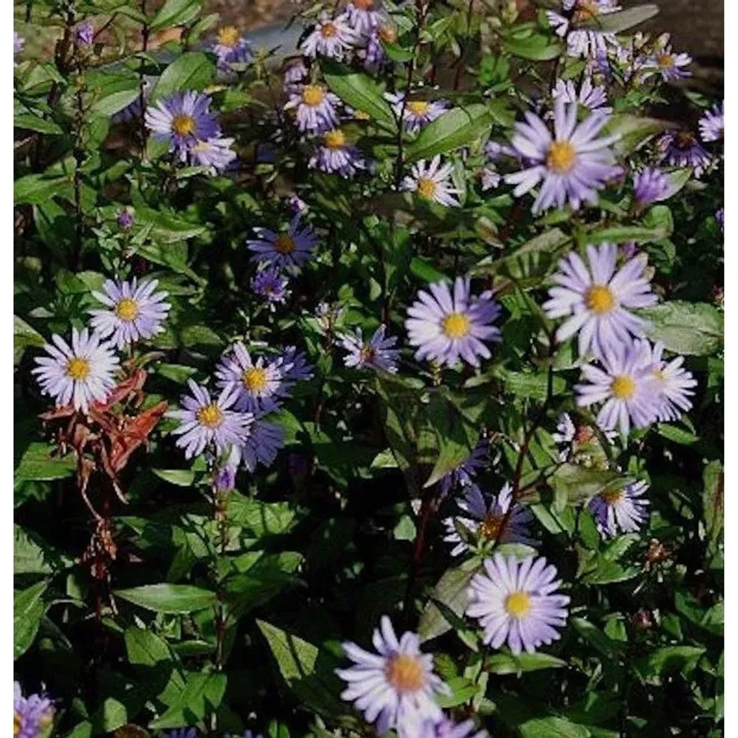 Herbstwild Aster Calliope - Aster,aevis