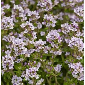 Echter Thymian - Thymus vulgaris
