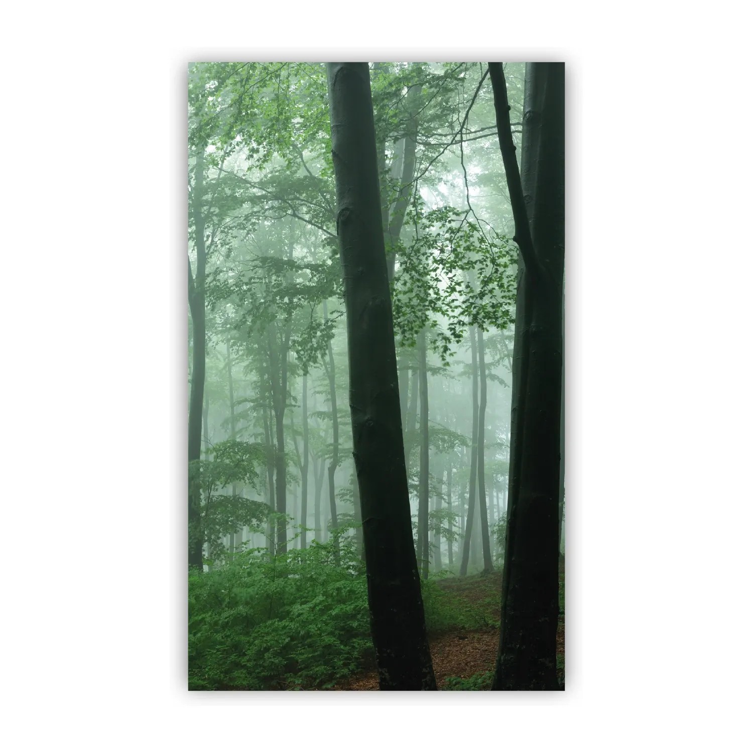 Walllux Duschrückwand Nebel im Wald Alu-Verbund 3 mm 125 x 210 cm