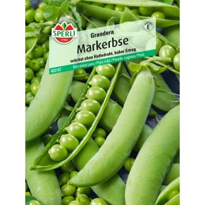 Sperli Markerbse Grandera Samen: Grüne Erbsenhülsen, offene Hülse mit Erbsen. Gemüseanbau im Garten.