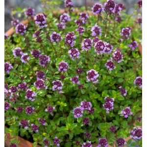 Rosenduft-Thymian Caborn Wine and Roses - Thymus cultorum