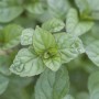 Nahaufnahme der grünen Blätter der Grapefruitminze (Mentha Spicata) im 11x11 cm Topf.