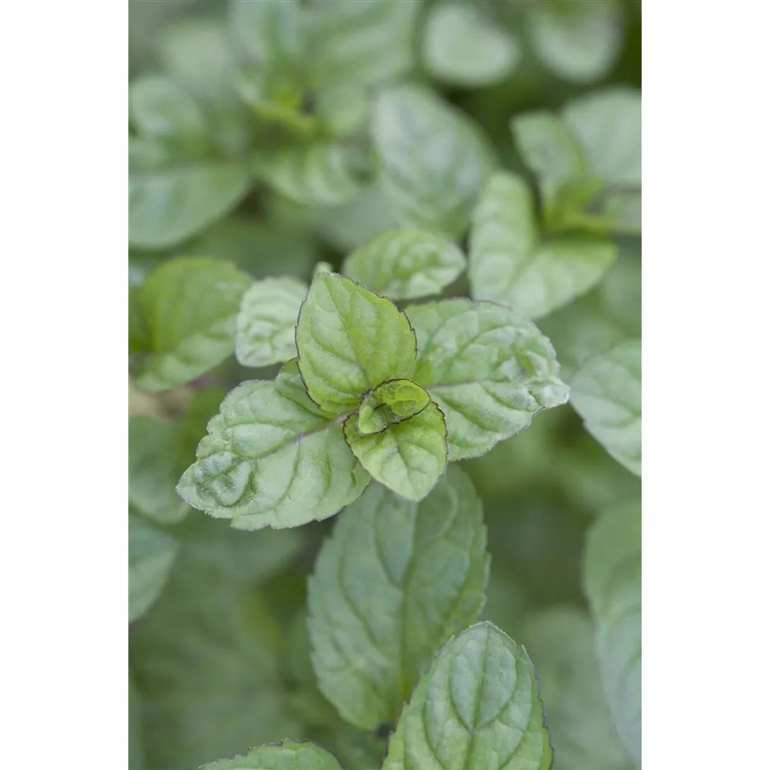 Nahaufnahme der grünen Blätter der Grapefruitminze (Mentha Spicata) im 11x11 cm Topf.