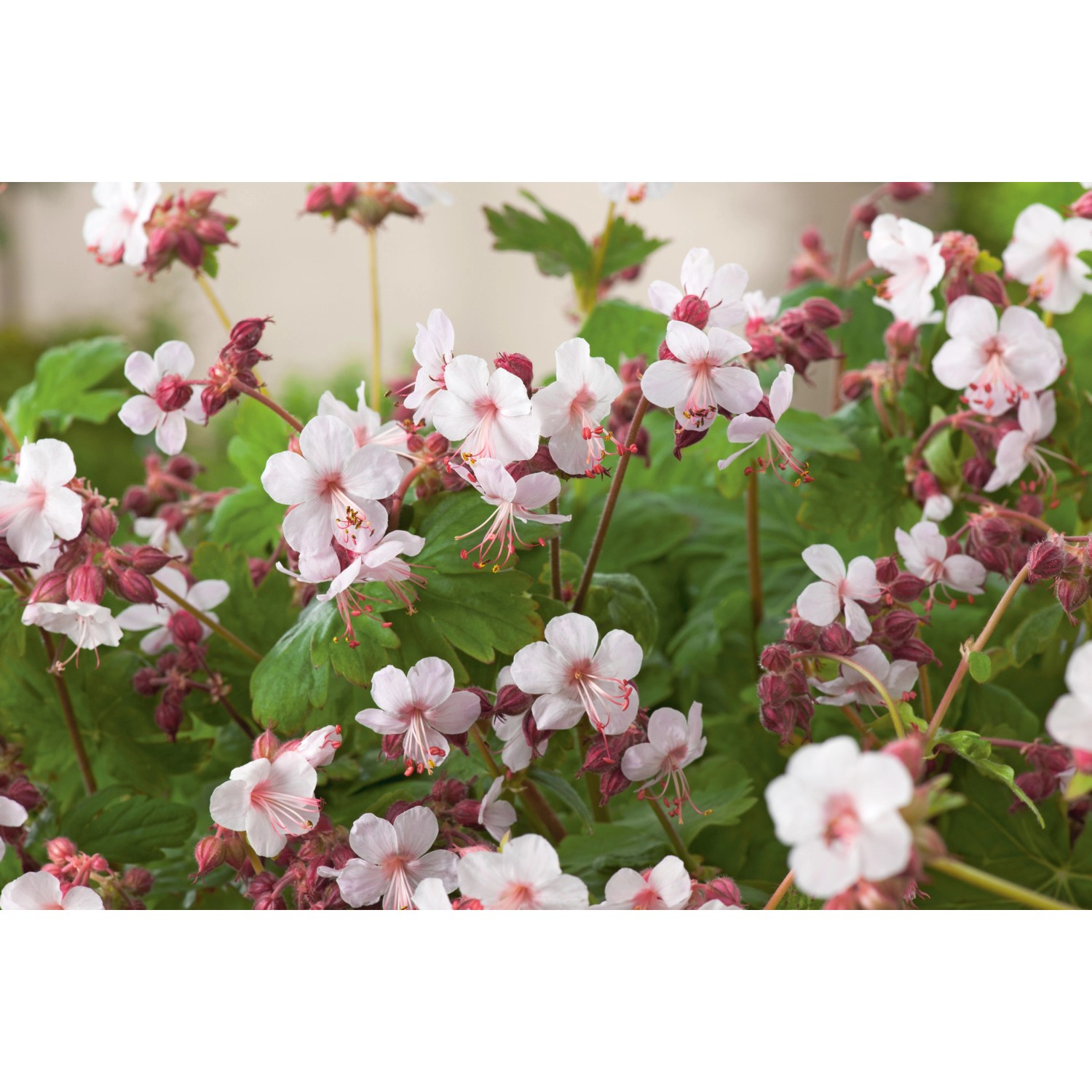 OBI Garten-Storchschnabel Spessart Weiß Topf-Ø ca. 9 cm x 9 cm Geranium