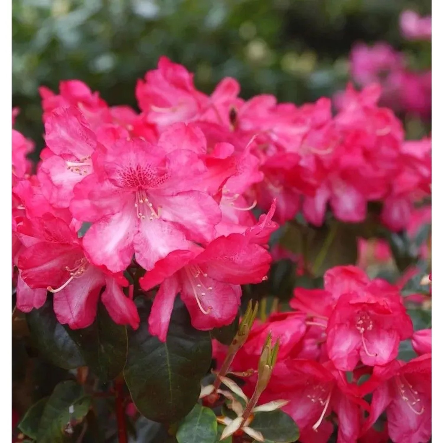 INKARHO - Rhododendron Lissabon 25-30cm - Rhododendron williamsianum