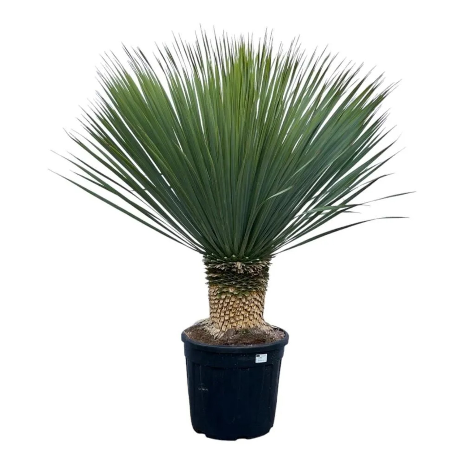 Exotenherz Palmlilie Yucca Rostrata 45cm Topf ca. 140 cm Hoch günstig online kaufen