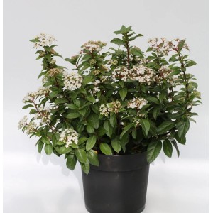 Mittelmeer Schneeball (Viburnum tinus) im Topf mit weißen Blüten.