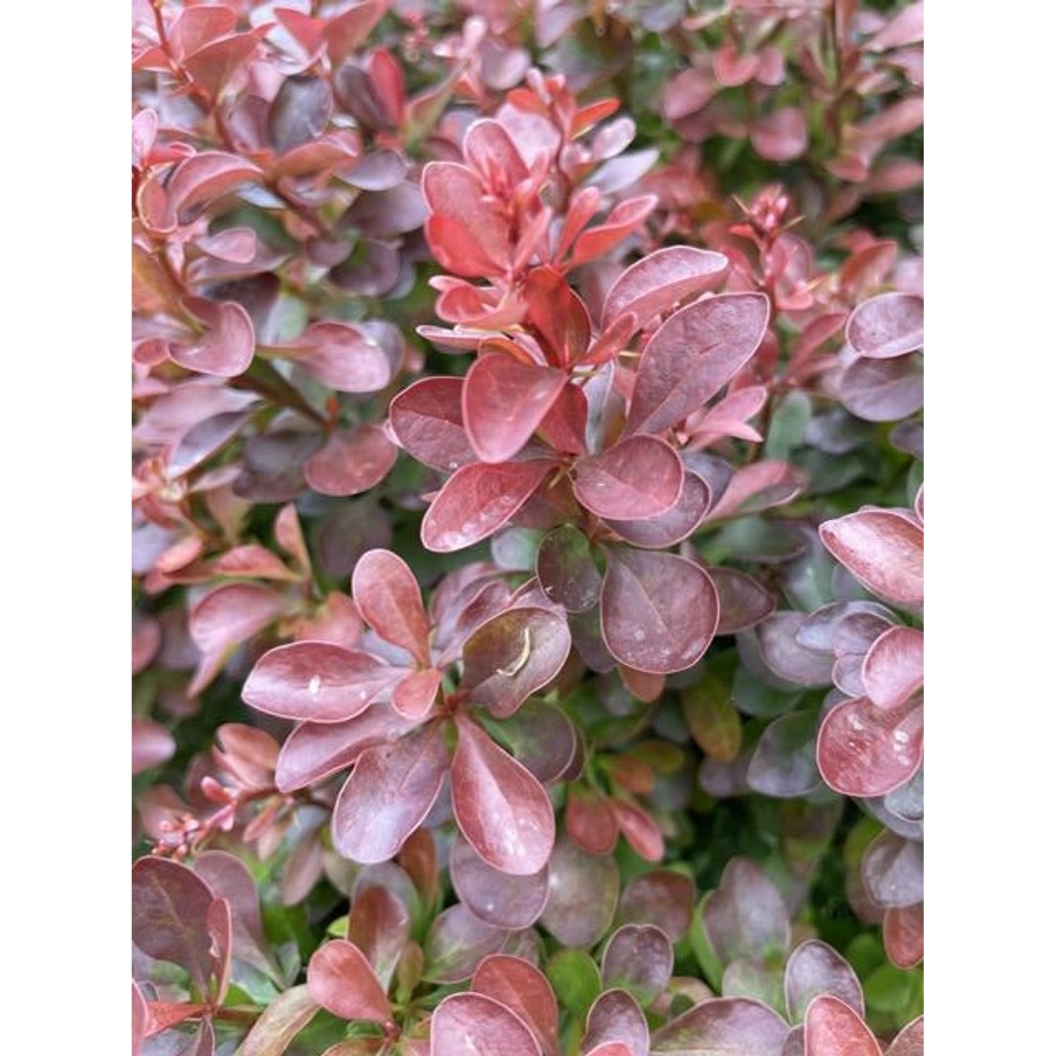 Nahaufnahme der roten Blätter einer Heckenberberitze 'Atropurpurea' im Topf (40-60cm).