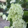 Schneeballhortensie Hydrangea Arborescens mit großen, weißen Blütenbällen im Garten.