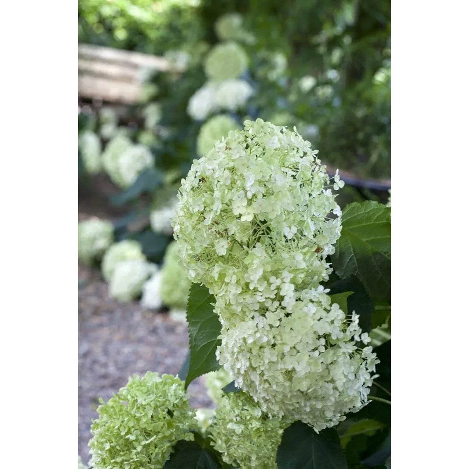 Schneeballhortensie Hydrangea Arborescens mit großen, weißen Blütenbällen im Garten.