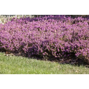 Rosa blühende Schneeheide (Erica carnea Rosalie) als Bodendecker im Garten.