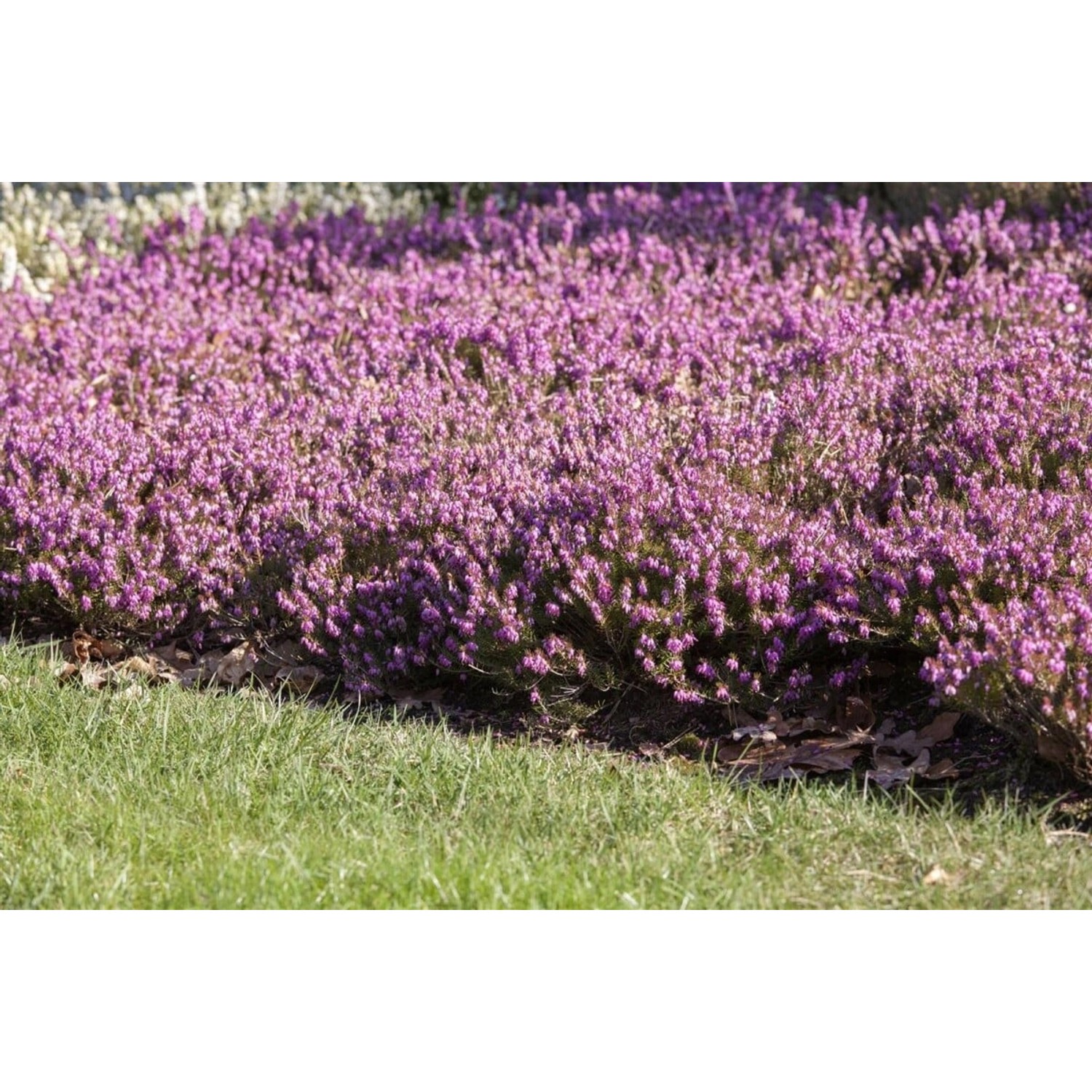 Erica Carnea Rosalie Schneeheide Ca. 11x11 cm Topf günstig online kaufen