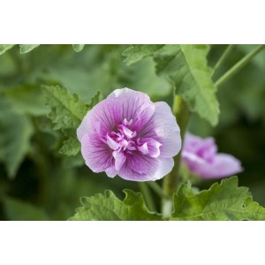 Nahaufnahme einer rosa Stockrose (Alcea X Hybr.'parkrondell') im Topf, umgeben von grünen Blättern.