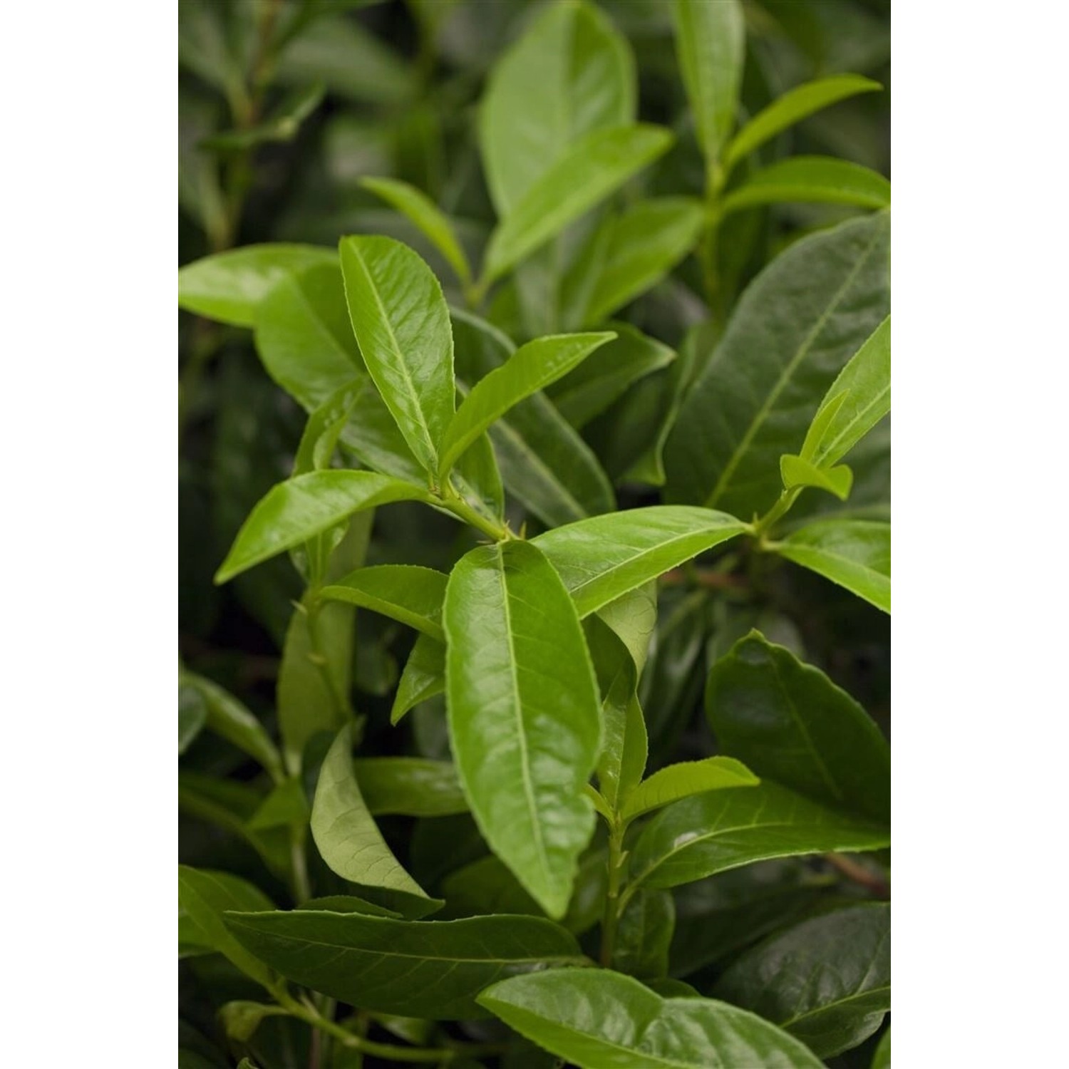 Prunus laurocerasus 'Diana' 125-150 cm günstig online kaufen