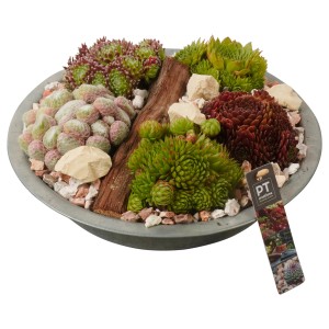 Hauswurz-Arrangement in Zinkschale, verschiedene Sempervivum-Arten und Steine. Durchmesser ca. 31 cm.