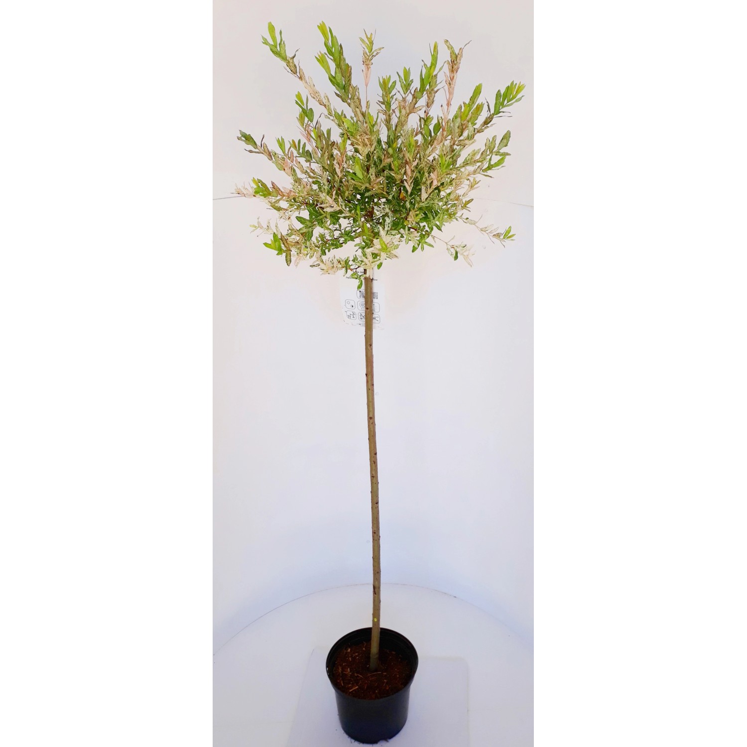 Pflanzen-Boering Harlekinweide Stämmchen 2 Pflanzen Salix Hakuro Nishiki Ge günstig online kaufen