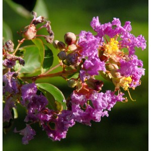 Nahaufnahme der lila Blüten der Chinesischen Kräuselmyrte (Lagerstroemia indica) auf einem Strauch.