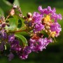Nahaufnahme der lila Blüten der Chinesischen Kräuselmyrte (Lagerstroemia indica) auf einem Strauch.