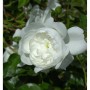 Nahaufnahme einer weißen Bodendeckerrose Snow Ballet mit grünen Blättern.