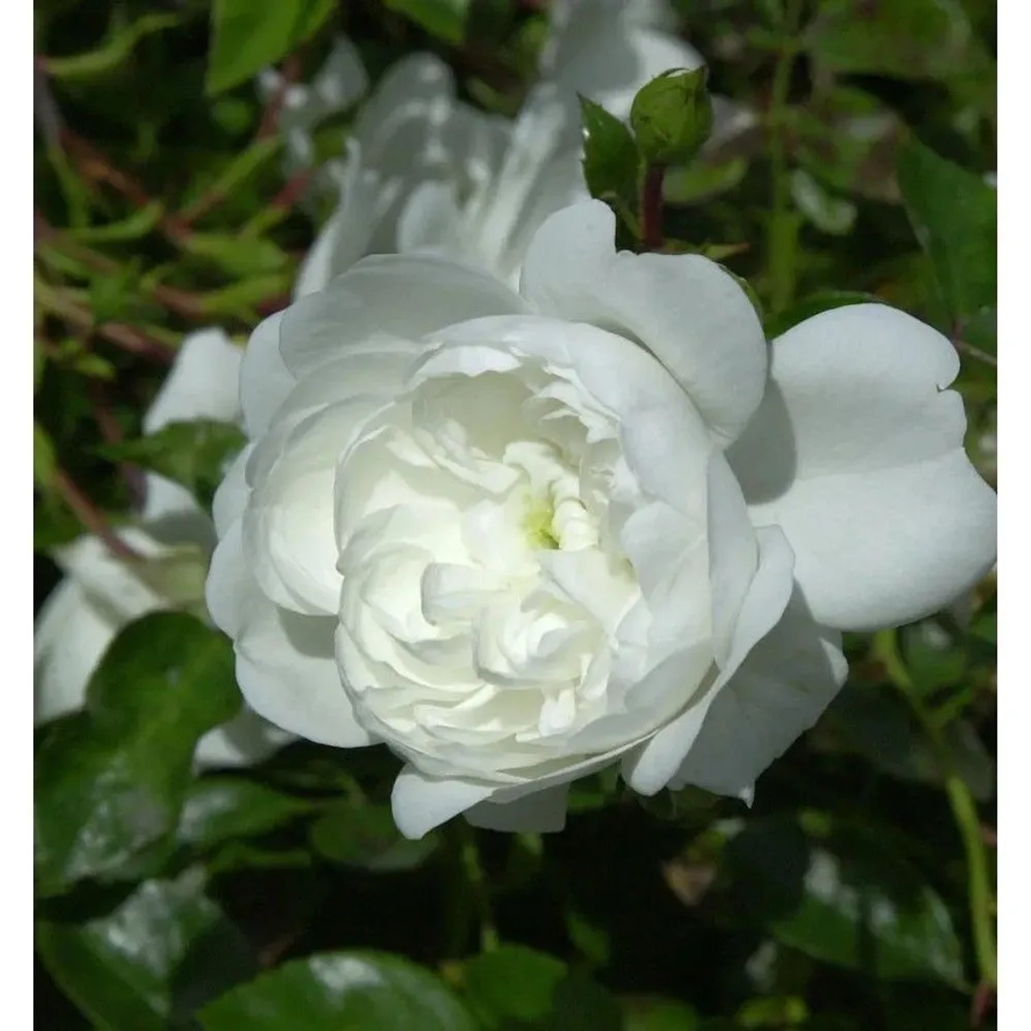 Nahaufnahme einer weißen Bodendeckerrose Snow Ballet mit grünen Blättern.