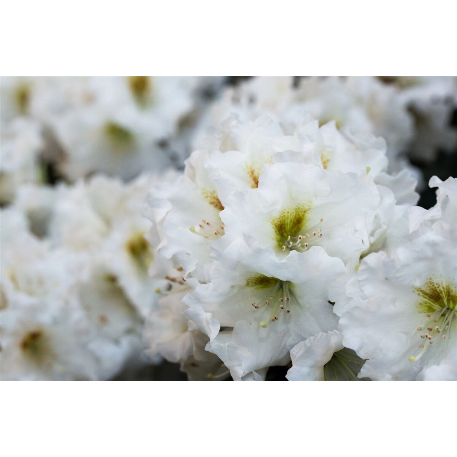 Rhododendron Yak. Bohlkens Snow Fire Weiß-Rot 30–40 cm günstig online kaufen