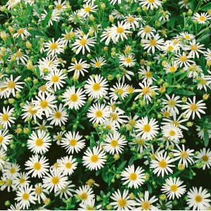 Nahaufnahme der weißen Blüten der Aster Ageratoides Starshine Herbstaster.