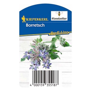 Kiepenkerl Borretsch 'Boris Bee Better' im Topf, mit blauen Blüten und grünen Blättern.
