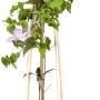Rosa Clematis Hagley Hybrid im Topf mit Rankhilfe. Waldrebe mit zarten Blüten.
