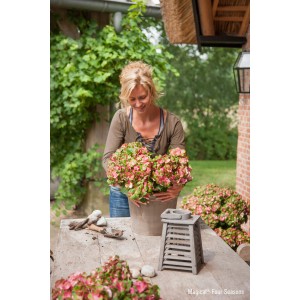 Frau hält Topf mit rosa-grüner Hortensie Magical Greenfire. Bauernhortensie im Garten.