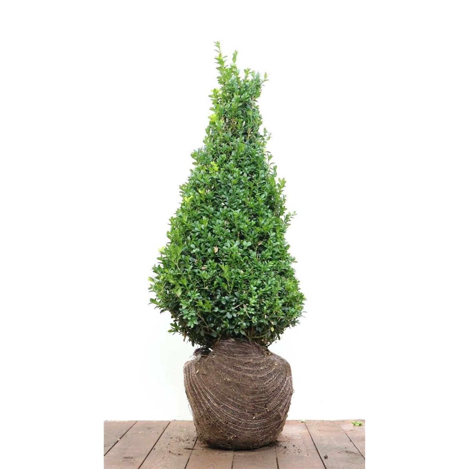 Buxus sempervirens arborescens Pyramide 60-70 cm günstig online kaufen