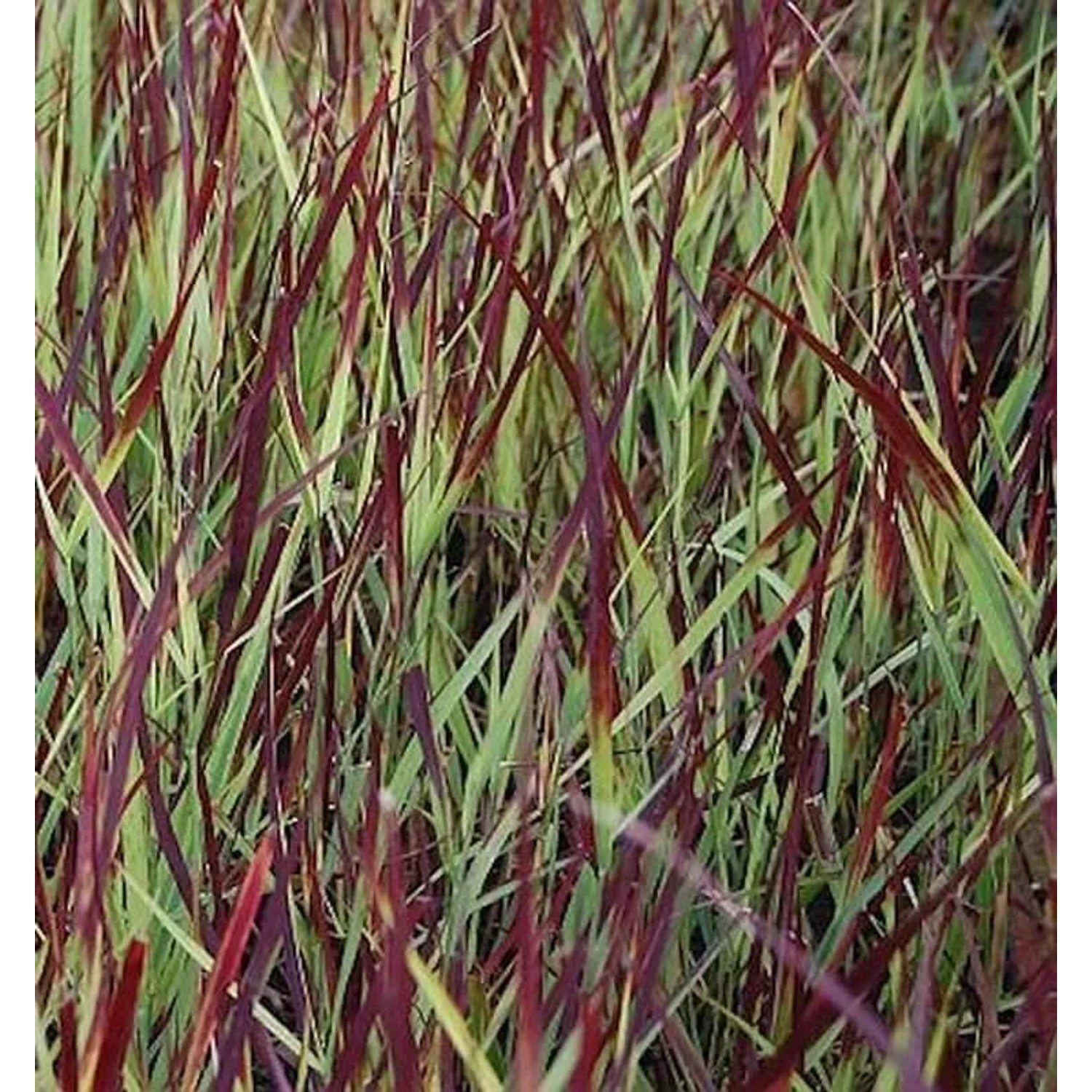 Rutenhirse Külsenmoor - Panicum virgatum