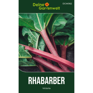 Roter Rhabarber mit grünen Blättern, wächst aus der Erde. Rhabarber Samen für den Gemüseanbau.