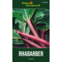 Roter Rhabarber mit grünen Blättern, wächst aus der Erde. Rhabarber Samen für den Gemüseanbau.