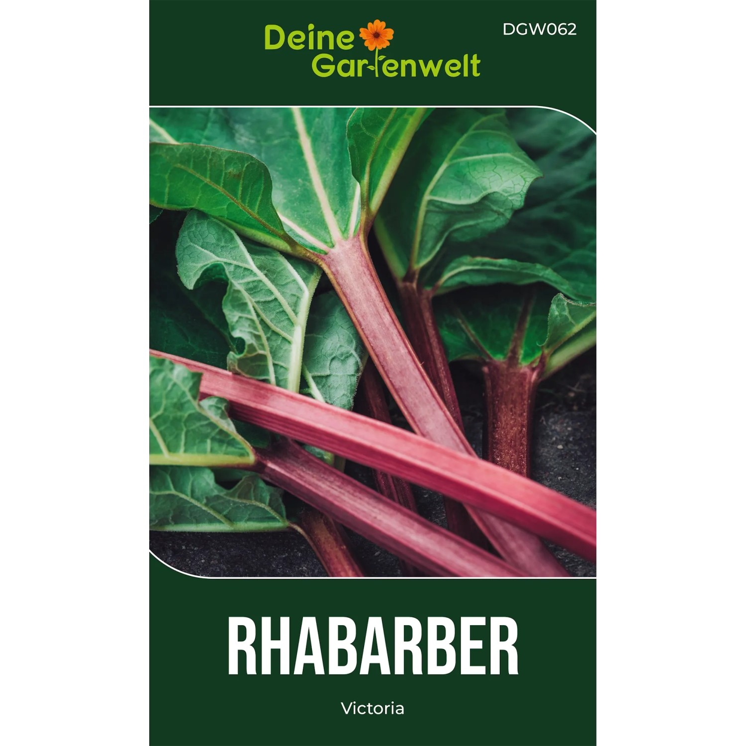 Roter Rhabarber mit grünen Blättern, wächst aus der Erde. Rhabarber Samen für den Gemüseanbau.
