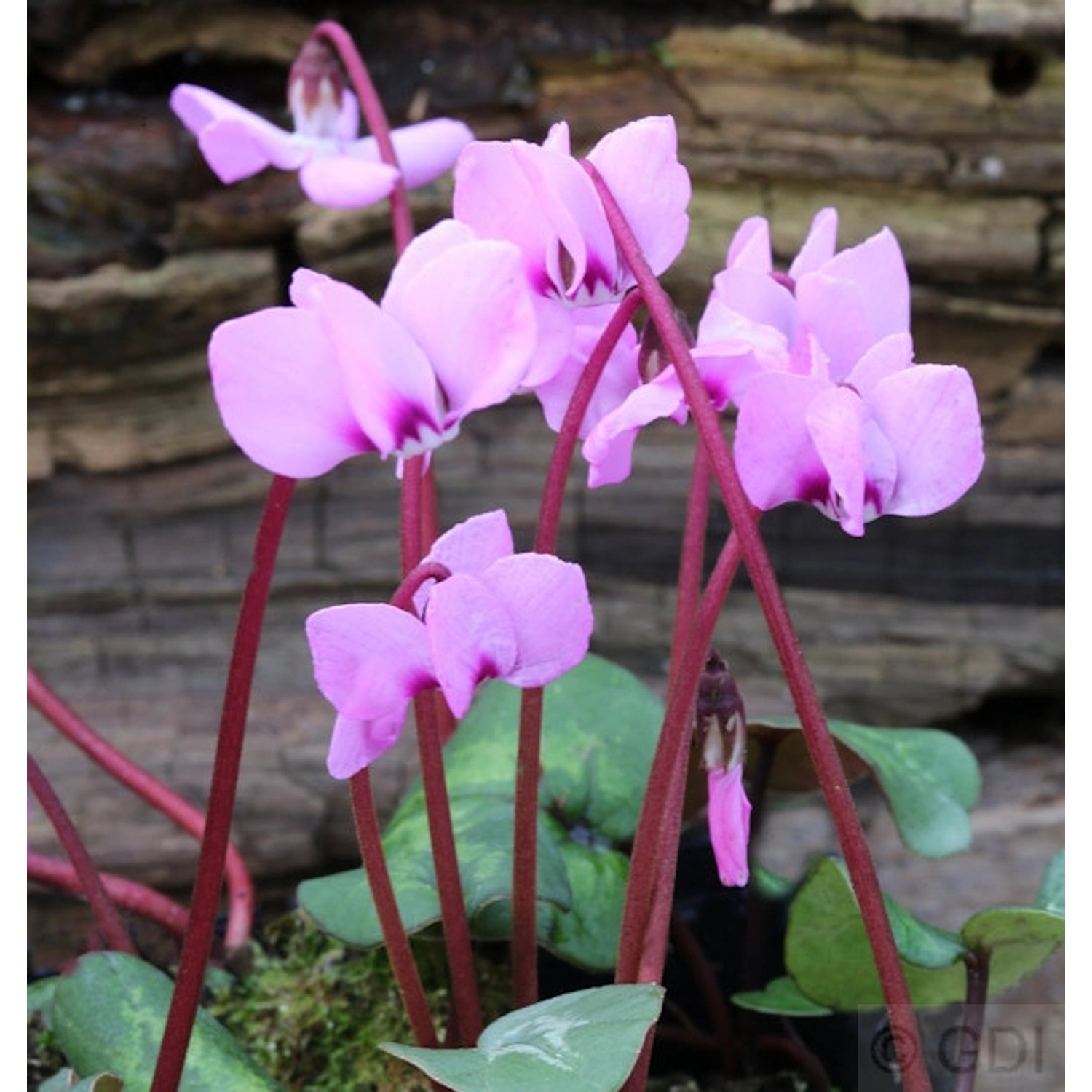 Frühlings Alpenveilchen Pewter Leaf - Cyclamen coum günstig online kaufen