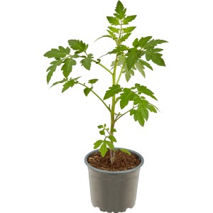 Junge Tomatenpflanze (Solanum lycopersicum) im Topf, ideal für Hochbeete.