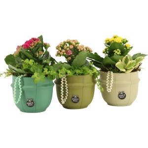 Zimmerpflanzen-Arrangement mit Flammendem Käthchen Auswahl Topf-Ø ca. 10 cm