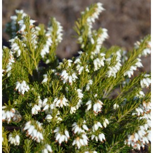 Winterheide 'Märzenschnee' mit weißen Blüten, Detailaufnahme der Erica carnea.