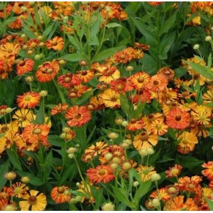 Sonnenbraut 'Kupferziegel': orange-gelbe Blüten der Helenium cultorum Staude im Beet.