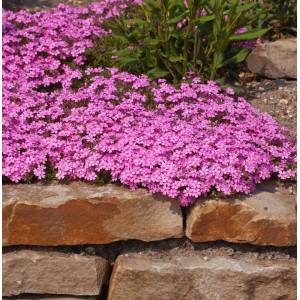 Niedrige, pinke Flammenblume 'Mc Daniels Cushion' (Phlox subulata) im Garten.