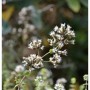 Syrischer Oregano - Origanum syriacum