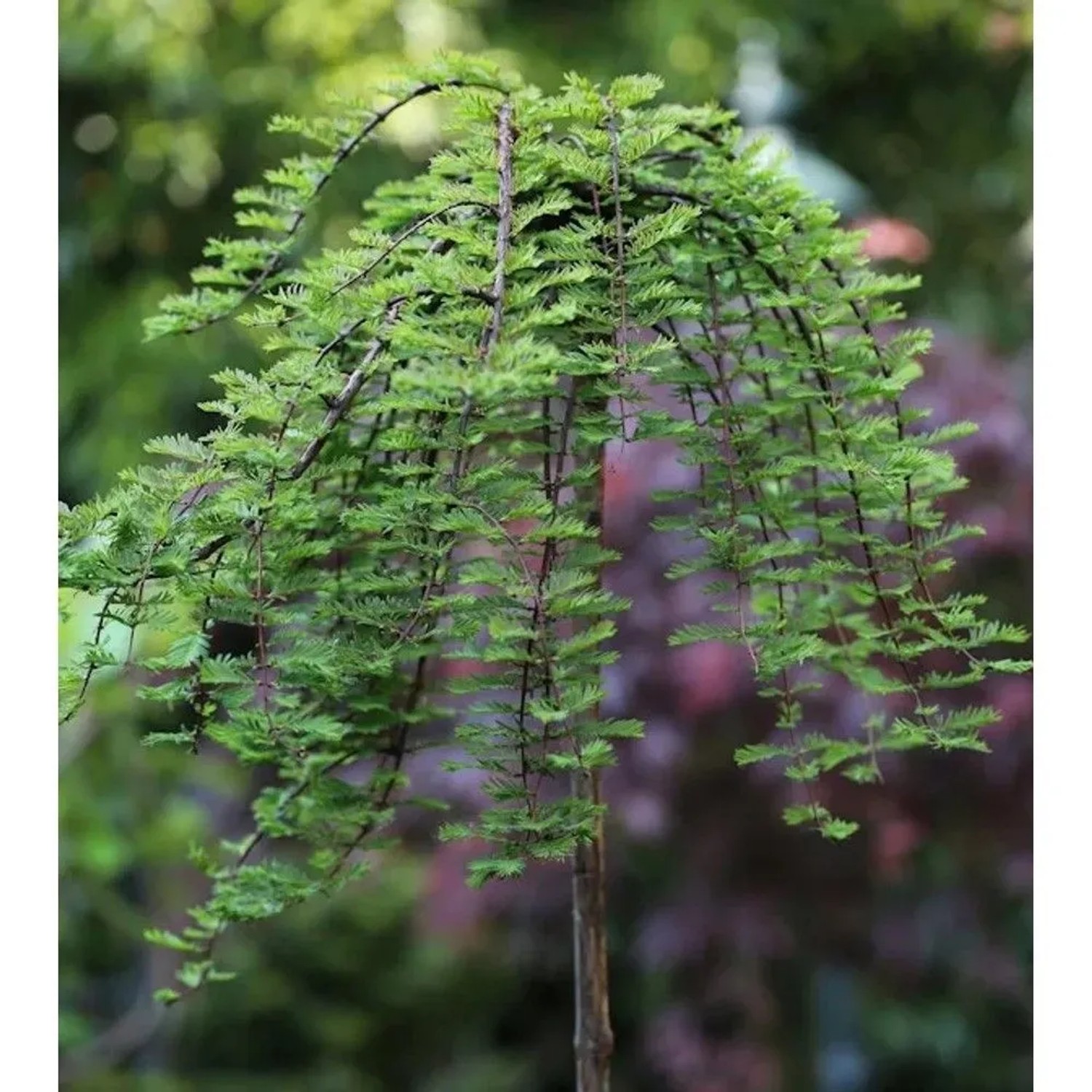 Hochstamm Hängesumpfzypresse 125-150cm - Taxodium distichum